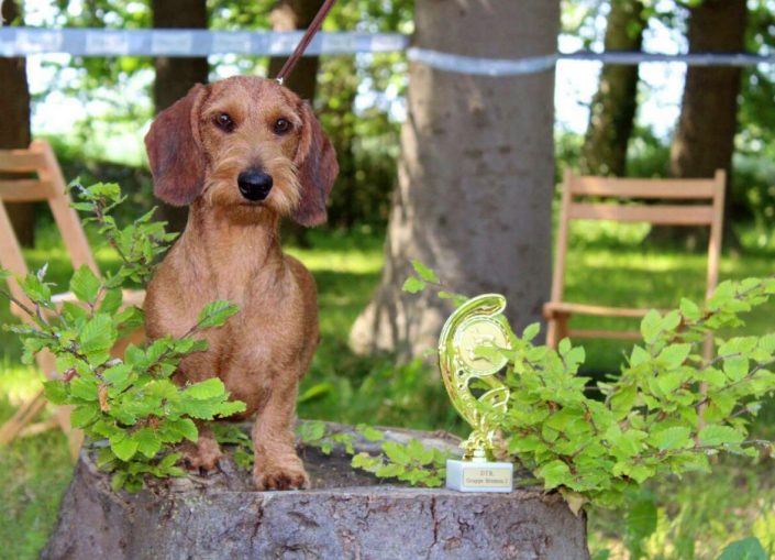 Rote Rauhaardackel | Rauhaardackel aus der Wutzelgrube FCI